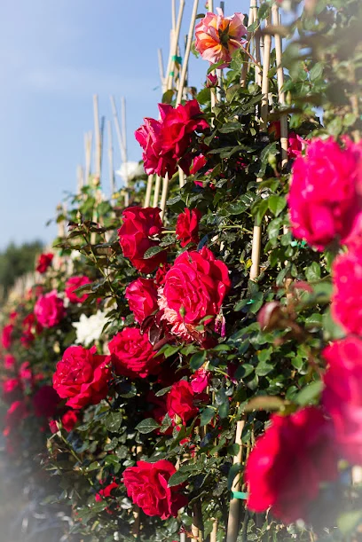 Les Rosiers de Mougins