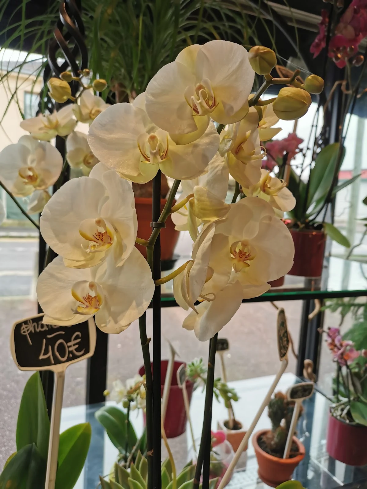 1001 FLEURS