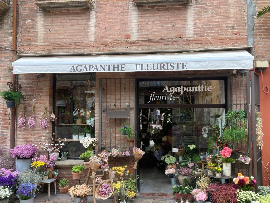 Agapanthe - 6