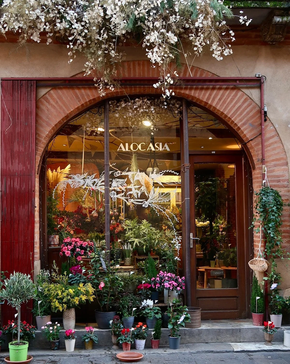 Alocasia