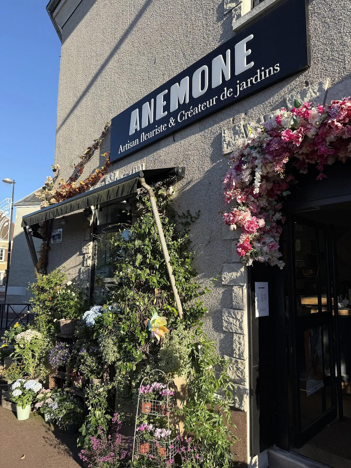 Anémone