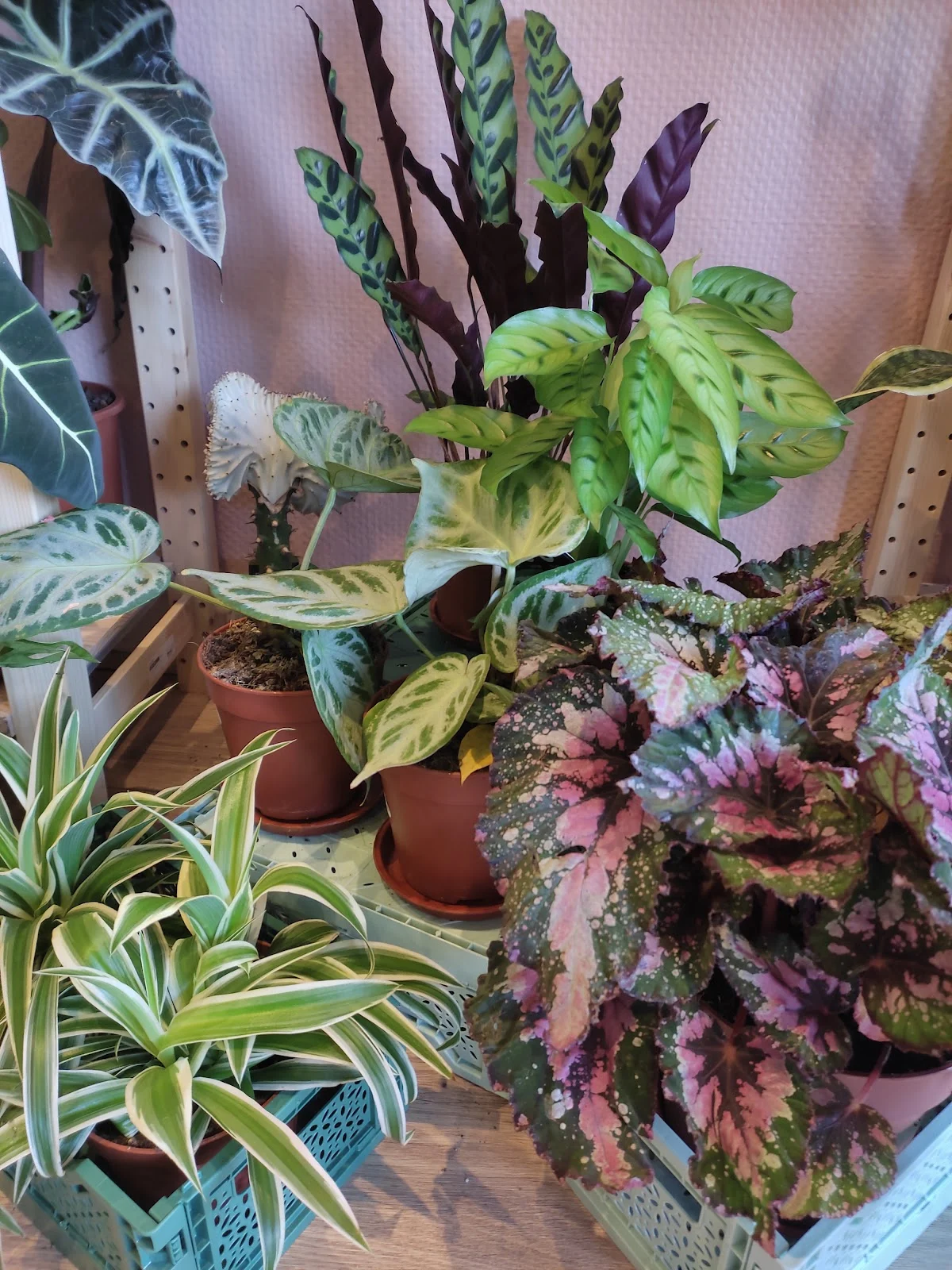Atelier Blømeko Plantes - 3