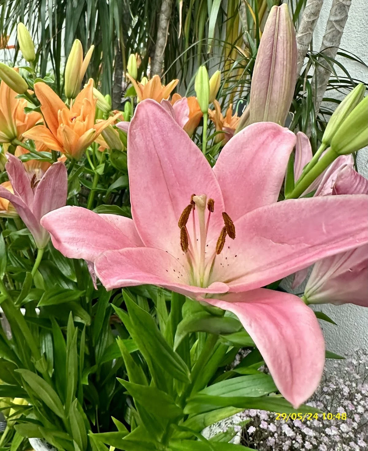 Atelier Flor Designer, Fleuriste Grenoble - 2