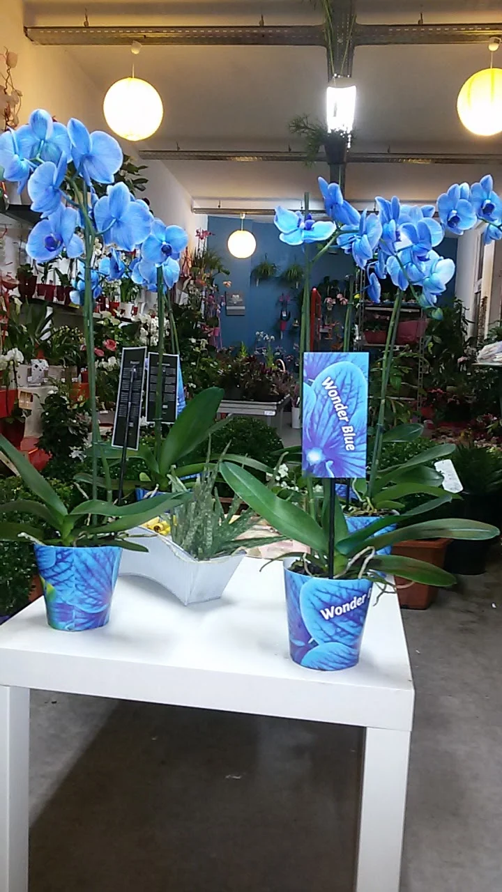 Au Dipladenia | Fleuriste Lille - 2