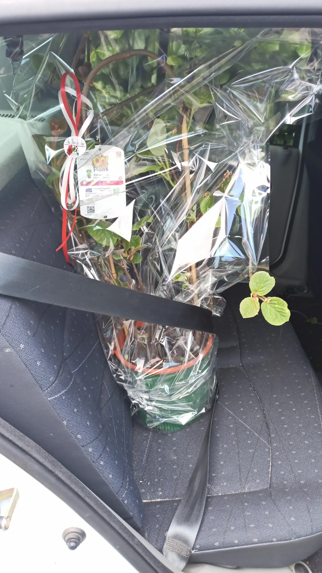 Aux Fleurs des Anges - 3