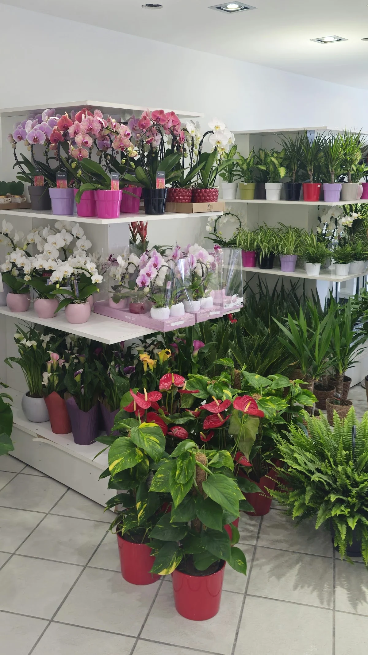 Aux Fleurs Lensoises - 5