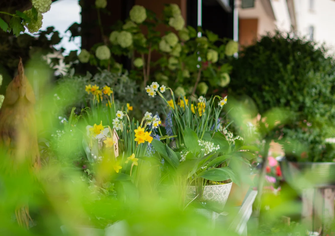 Babette Fleurs, Fleuriste Montbéliard - 3