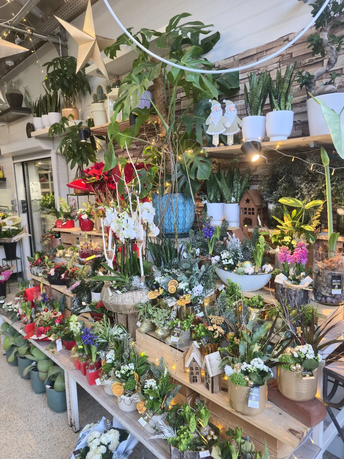 BELVAL FLEURS - 2