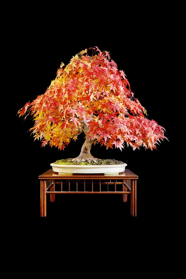 Bonsai Studio - 2