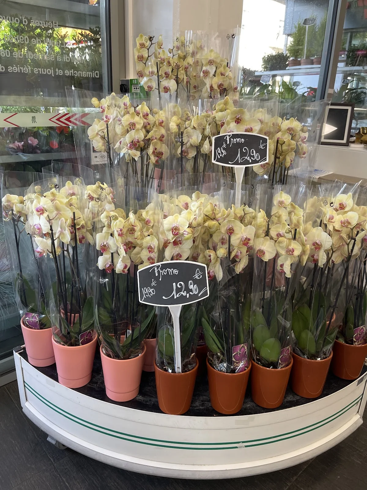 Bosman Fleurs - 3