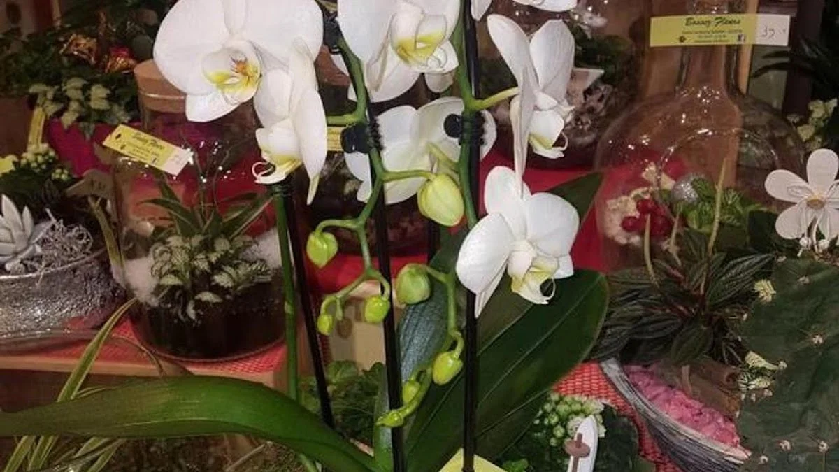 Bossez Fleurs | Fleuriste Béziers - 4