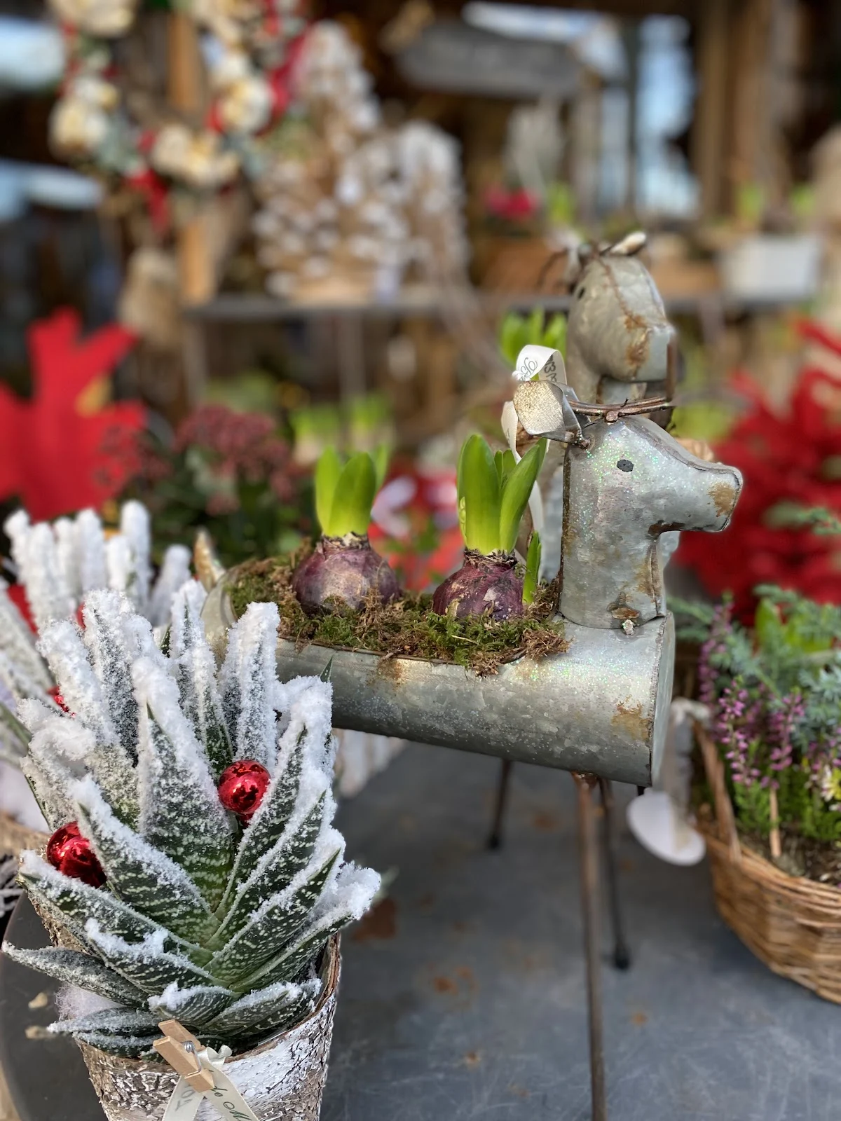 Boule de Mousse, Fleuriste Lorient - 4