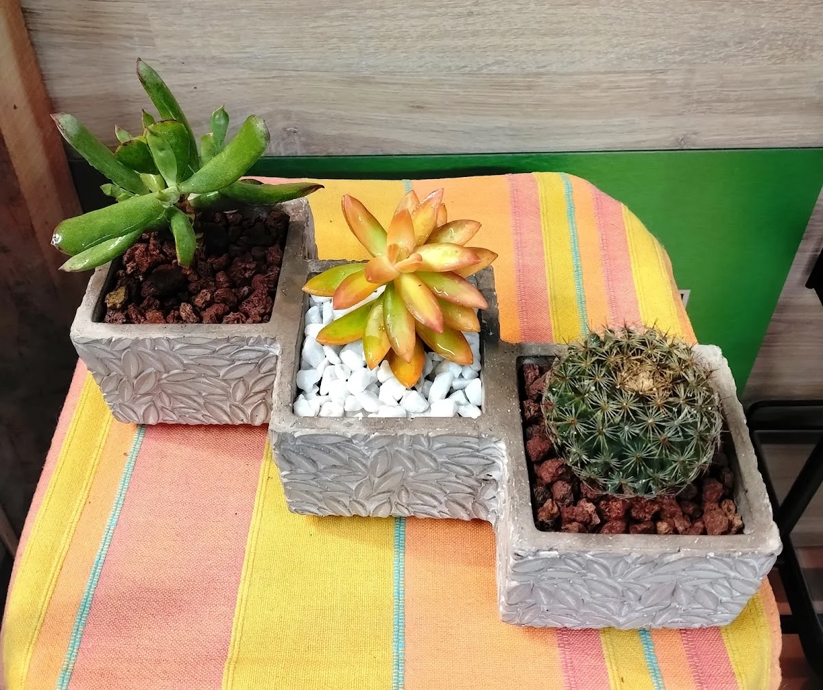 CACTUS ET COMPAGNIE - 4