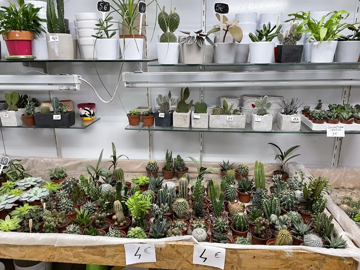 Cactus et Plantes Grasses - 3