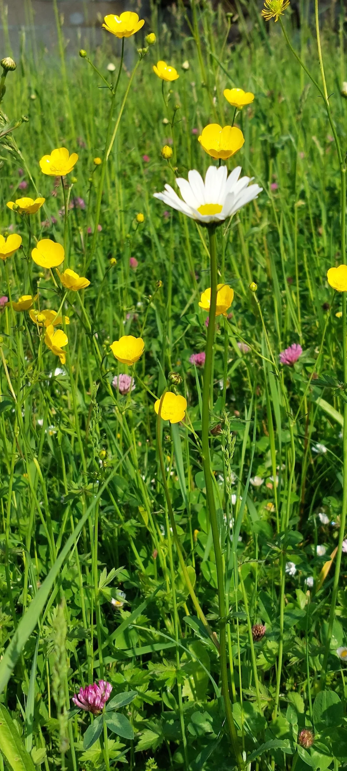 Capucine Fleurs - 3