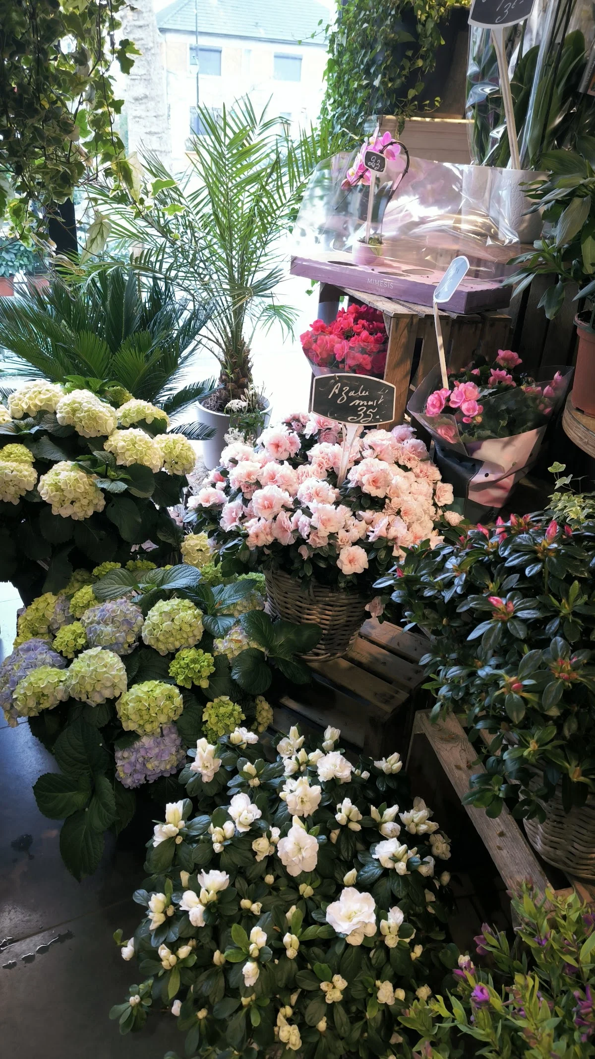 Carmen Fleurs - 4