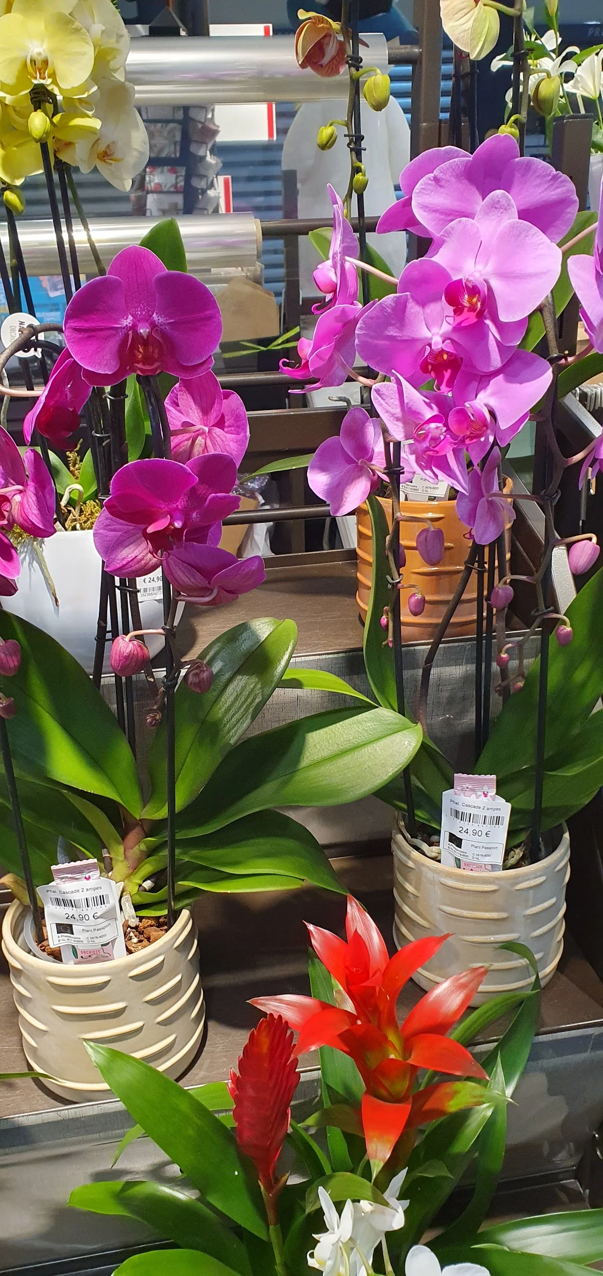 Carrefour Fleurs - 4