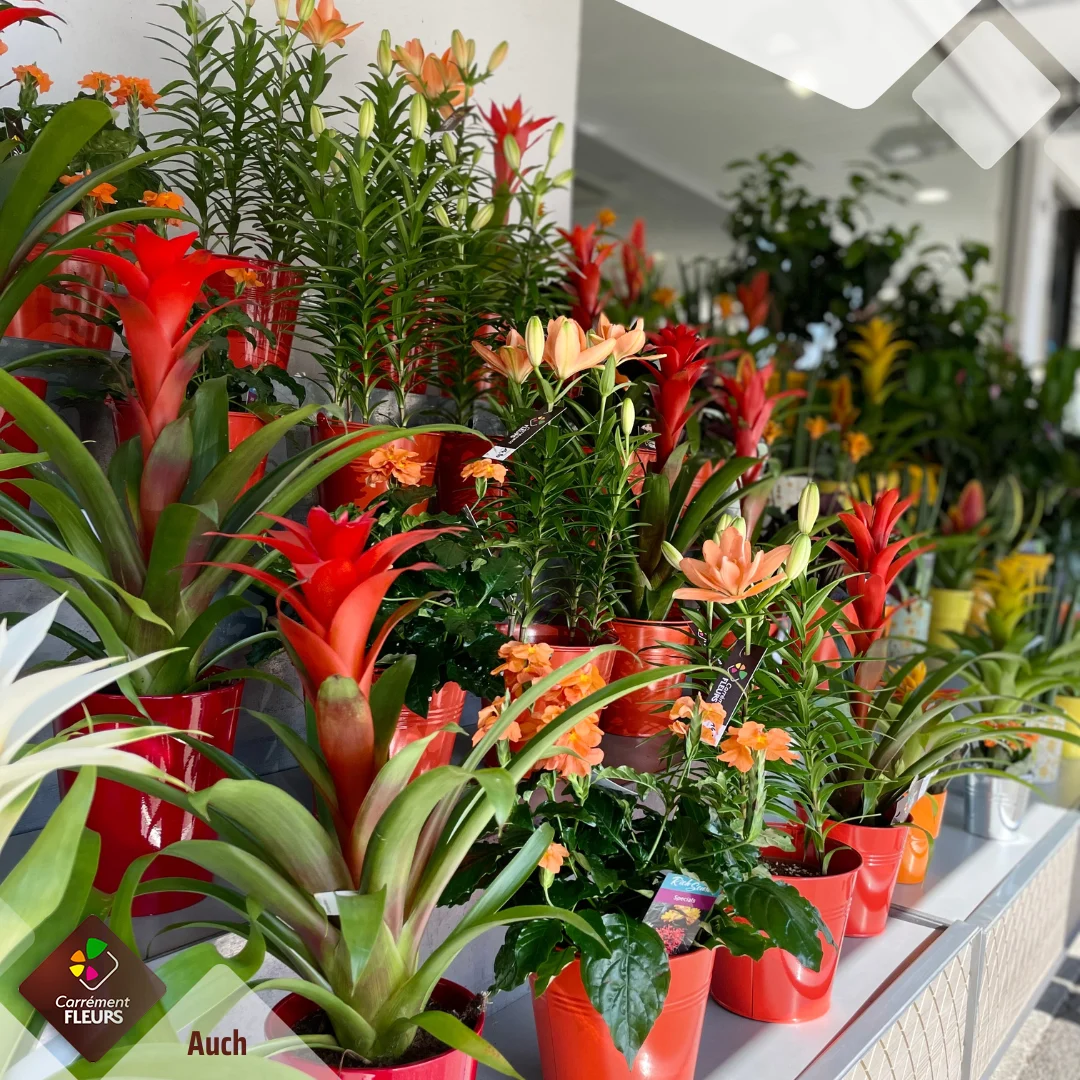 Carrément Fleurs - Fleuriste Auch 32 - Livraison de fleurs à domicile - 3