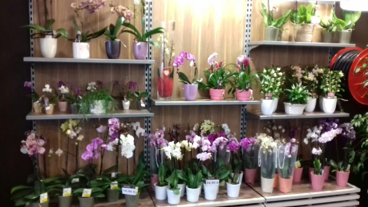 Carrément Fleurs - Fleuriste Montauban Albasud 82 - Livraison de fleurs à - 2