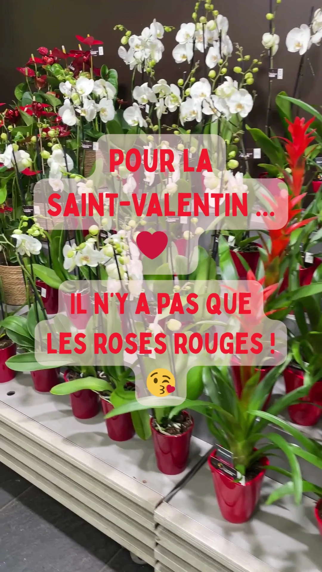 Carrément Fleurs - Fleuriste Toulouse Balma 31 - Livraison de fleurs à domicile - 3