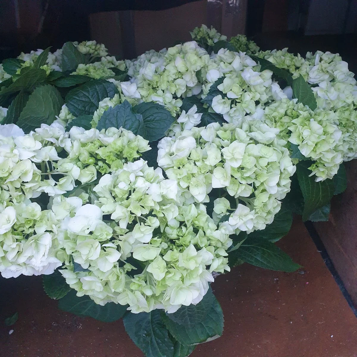 Charcot Fleurs - 3
