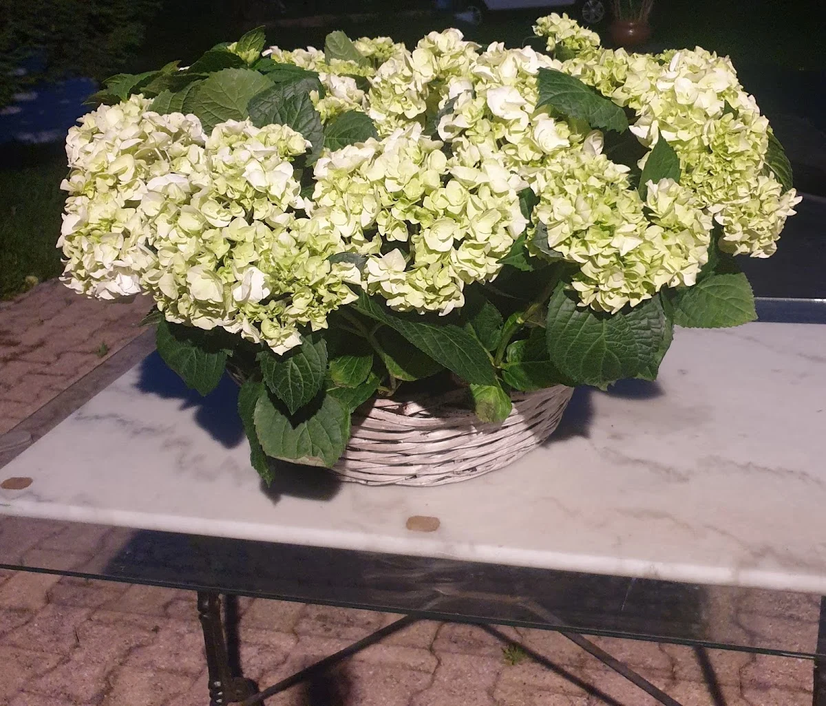 Charcot Fleurs - 4