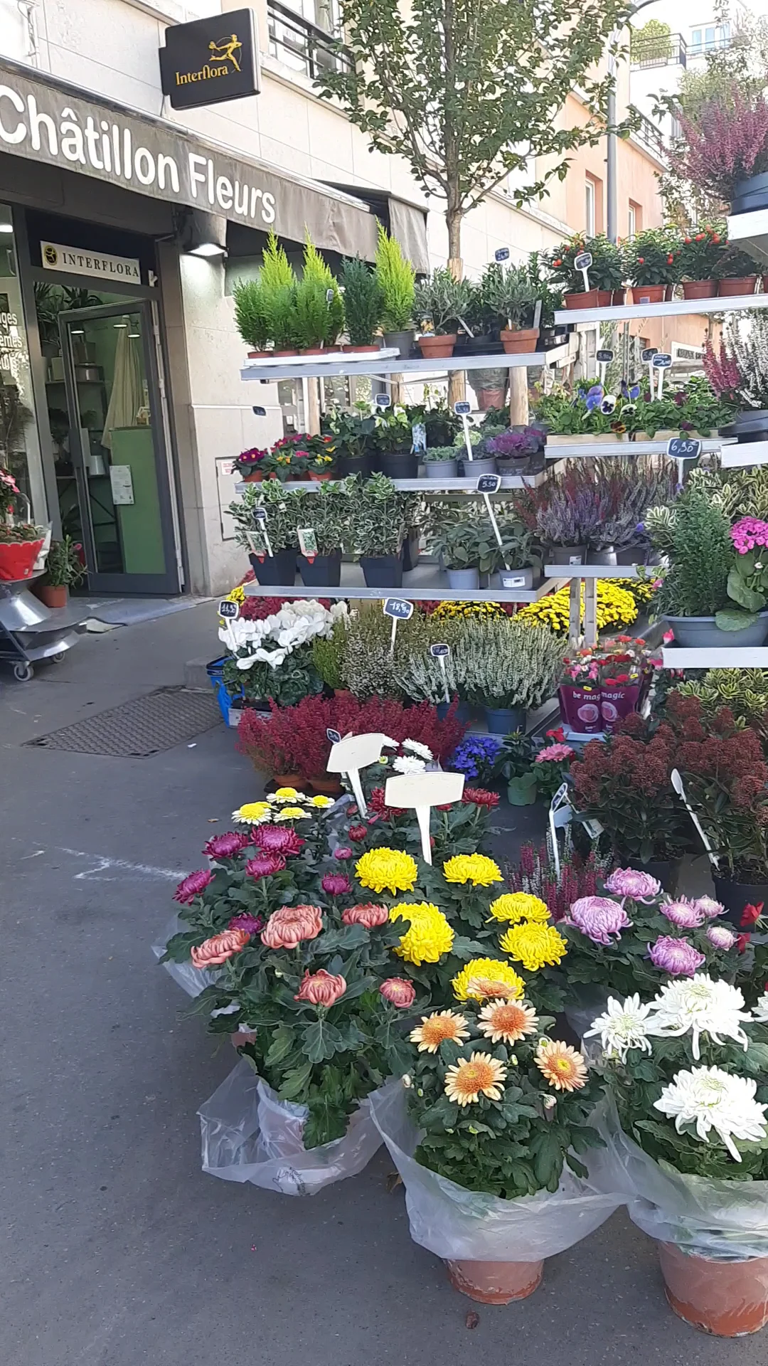 Châtillon Fleurs - 2