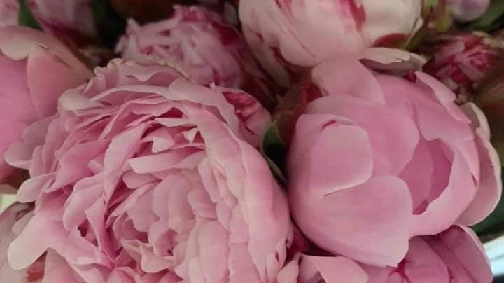 Cœur De Fleurs - 3