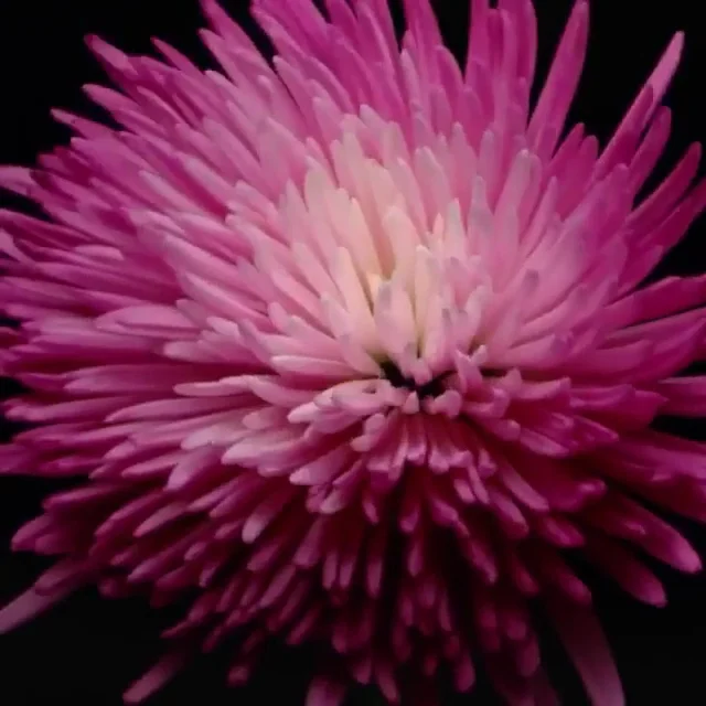 Crysal Fleurs - 3