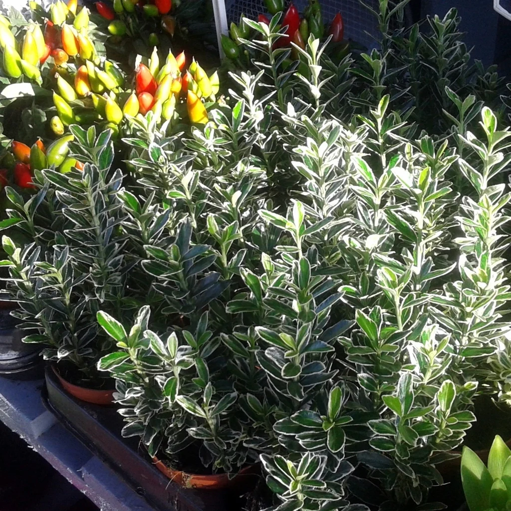 De Fleur en Fleur - 4