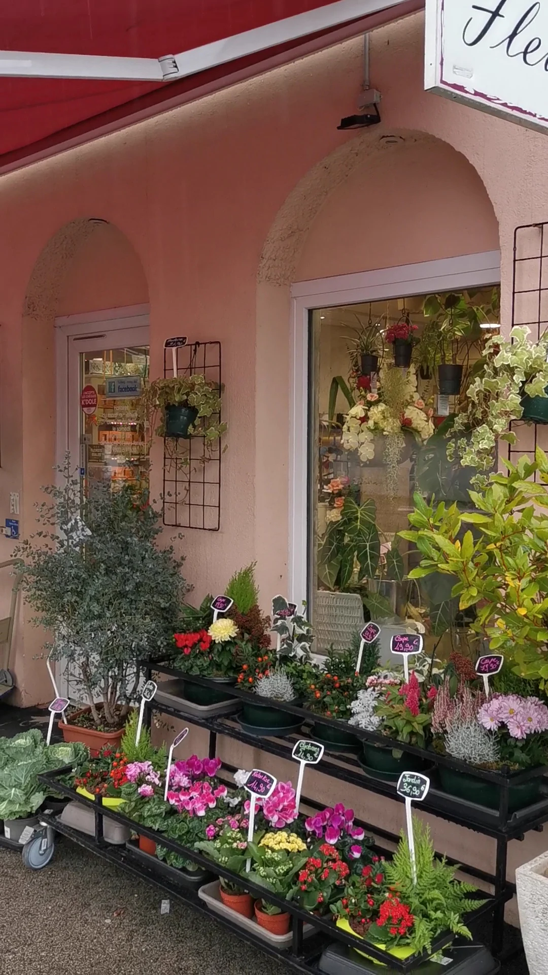 Delphine Fleurs - 3