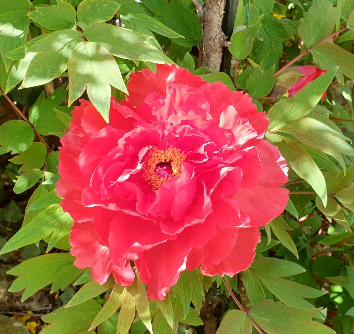 Eléa les Fleurs et Vous. Par JOUVE Yéla. - 4