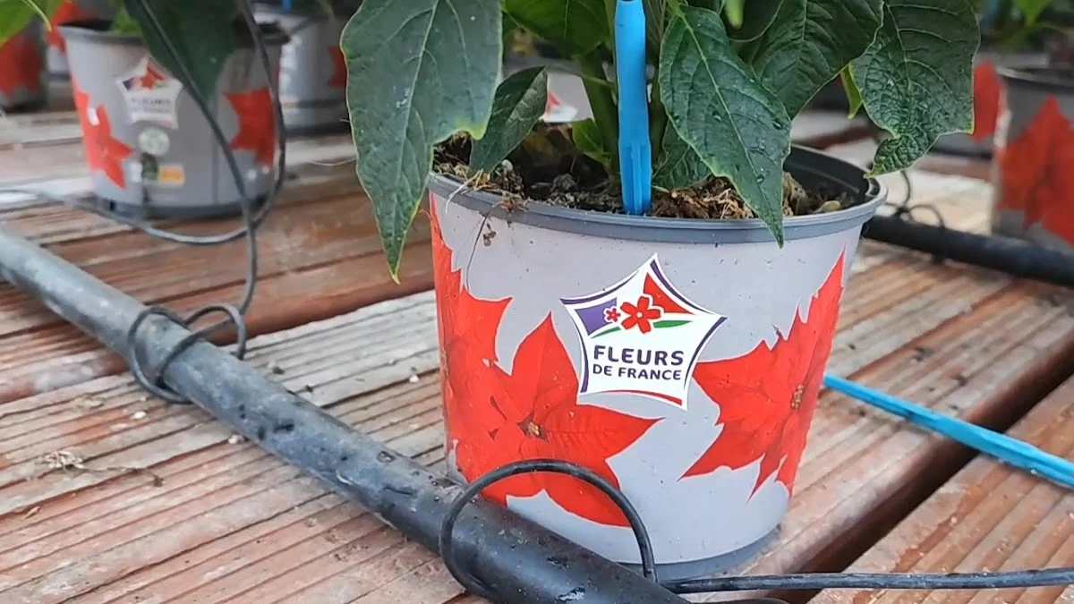 Eléa les Fleurs et Vous. Par JOUVE Yéla. - 5