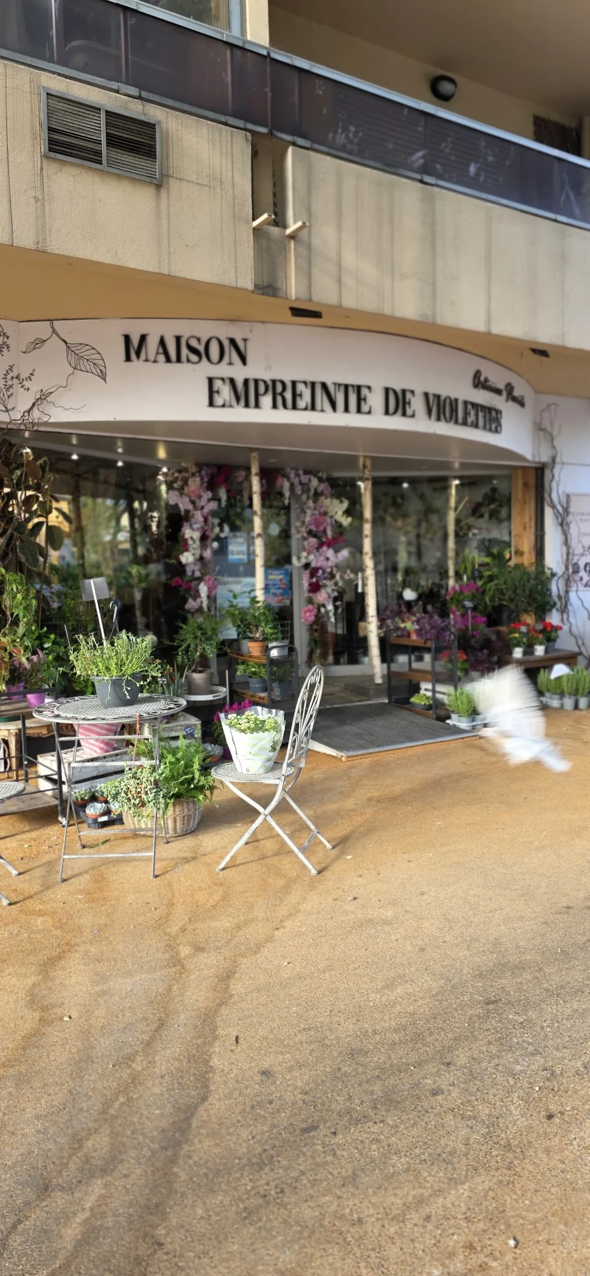 Empreinte de Violettes | Fleuriste Six-Fours-les-Plages