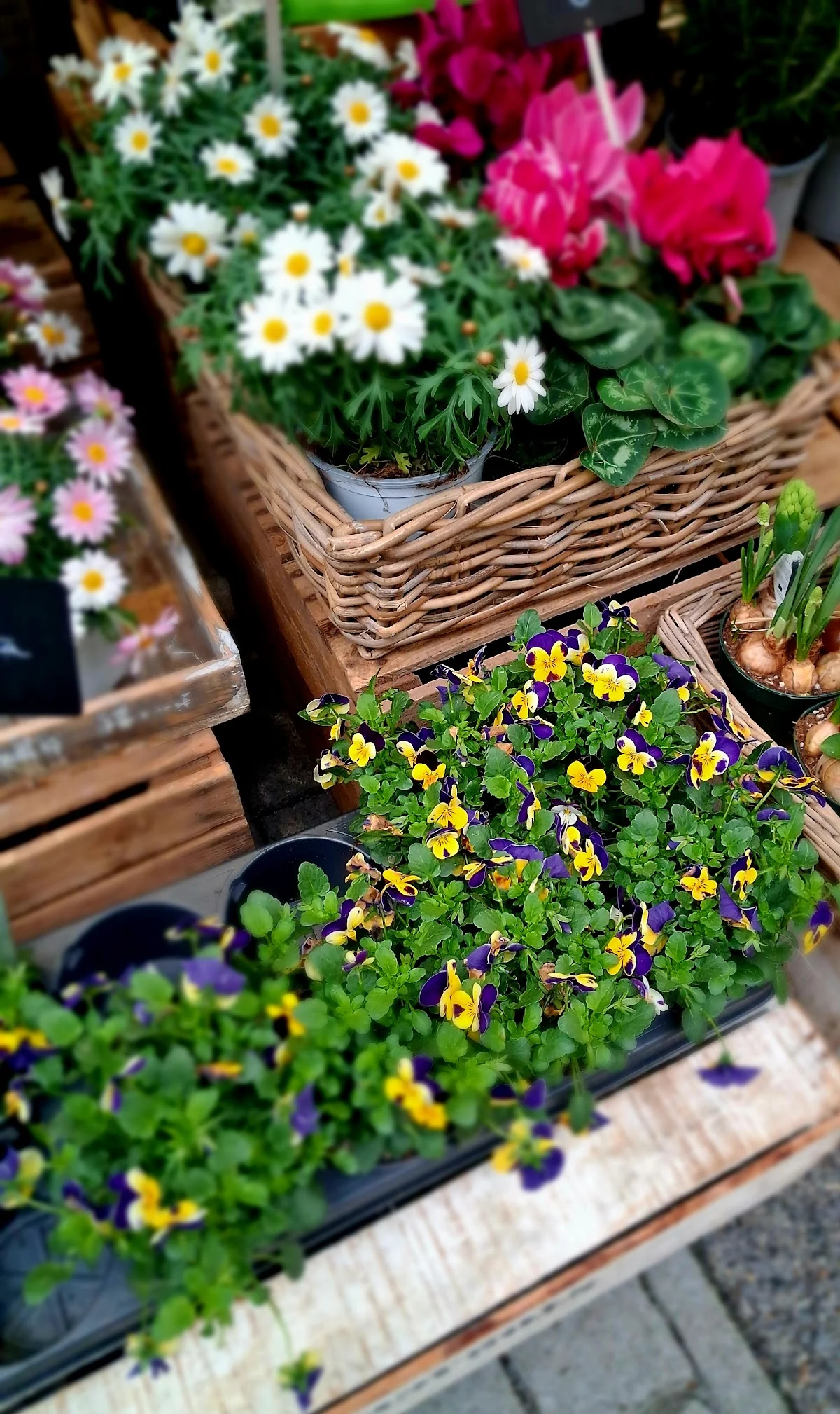 Fleuriste - 3