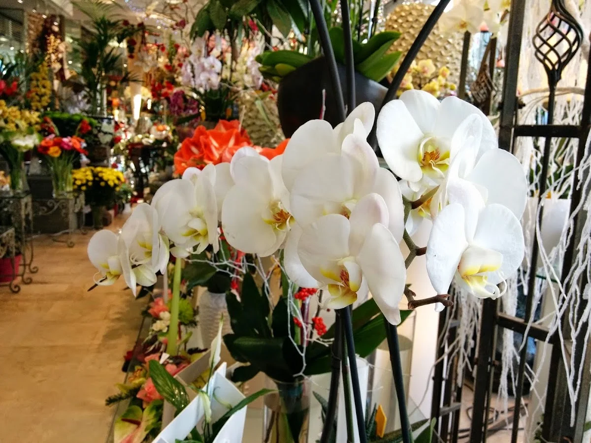 Fleuriste La Rose Rouge - Saint-Malo - 4