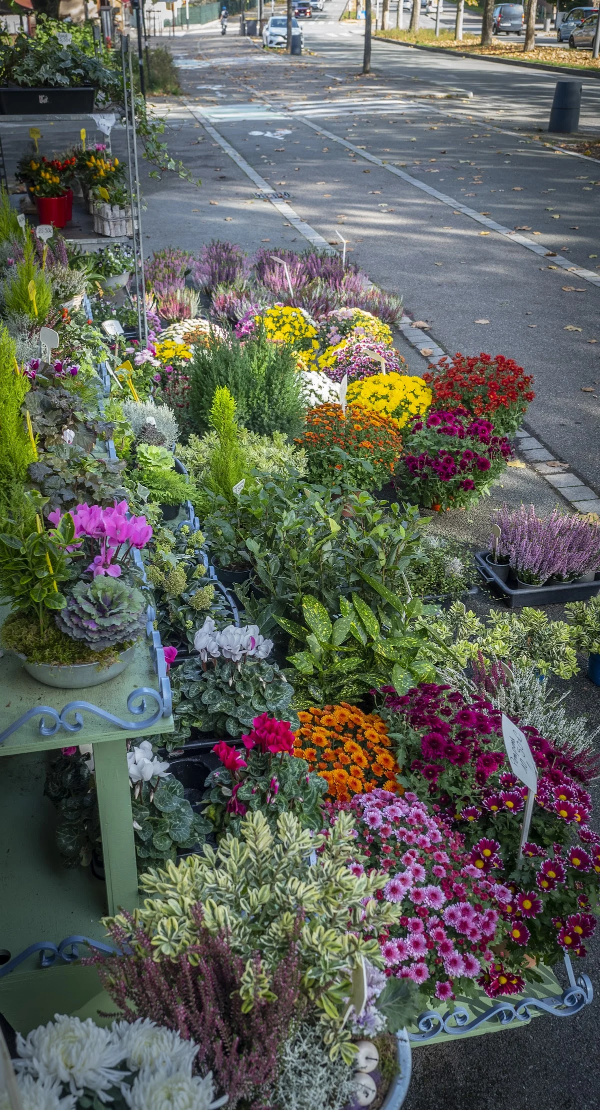 FLEURS ANATOLE - 3