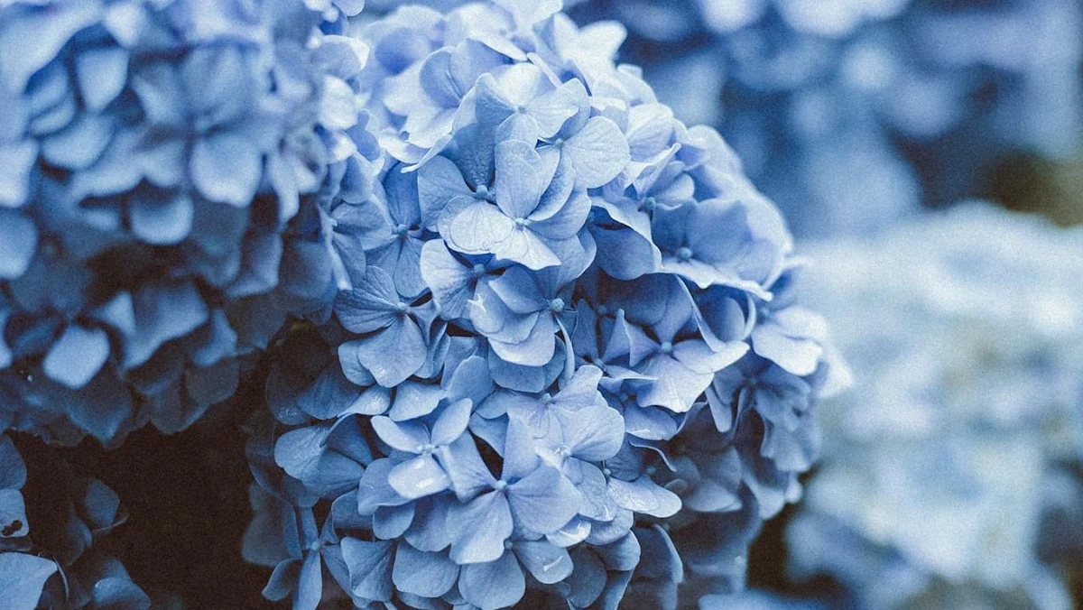 Fleurs Bleues - Fleuriste Le Havre - 5