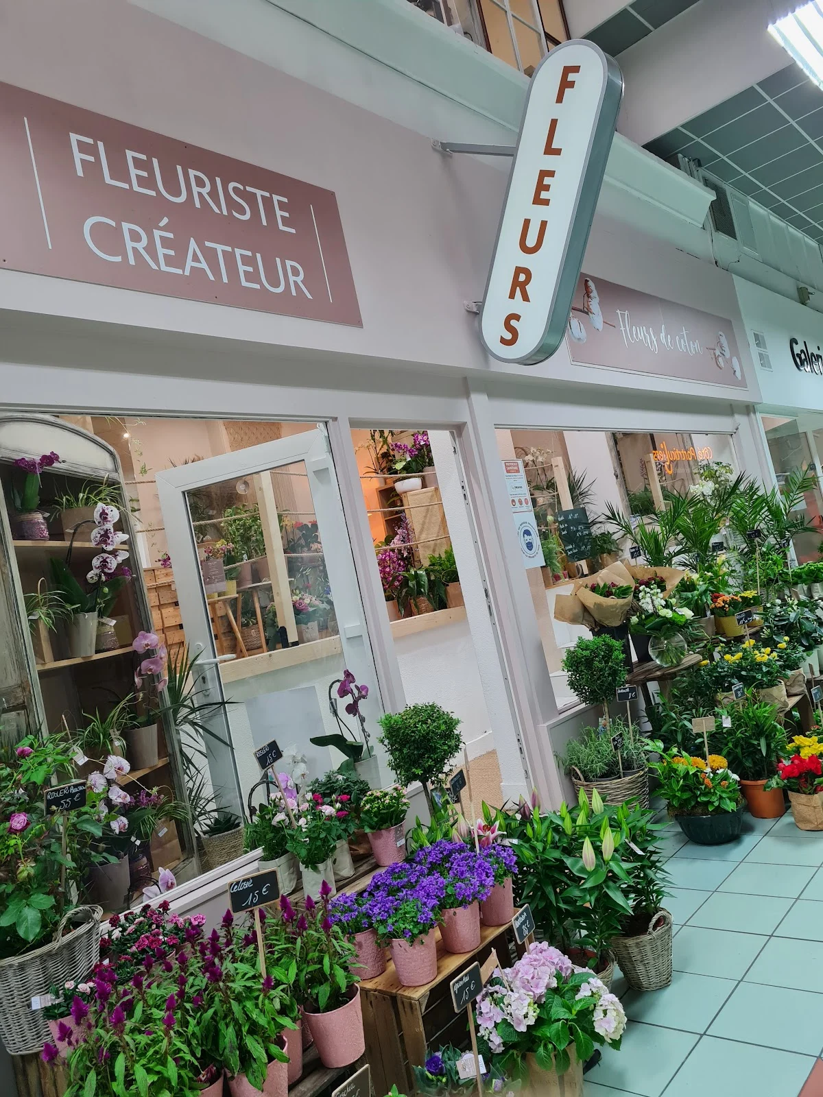 Fleurs de coton