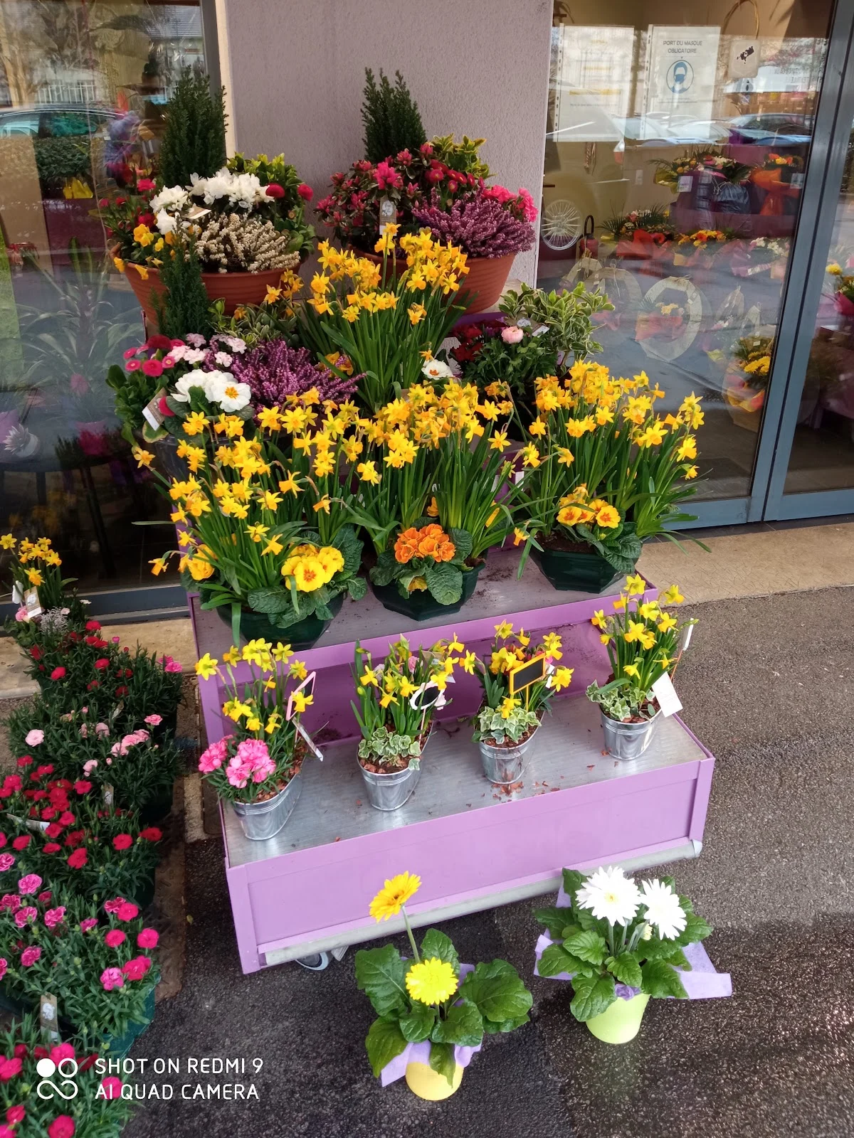Fleurs de coton - 3