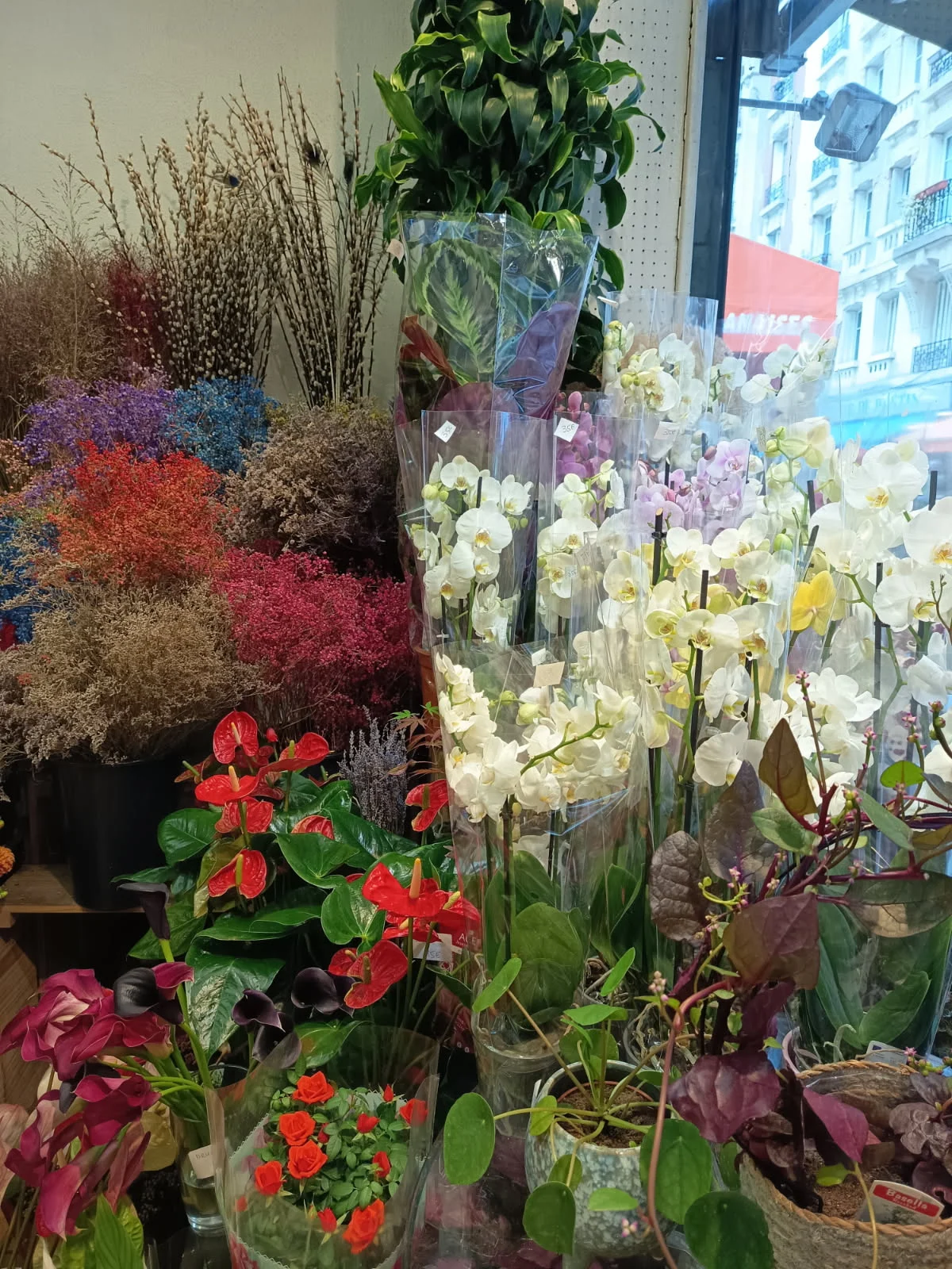 Fleurs de Mai - 2
