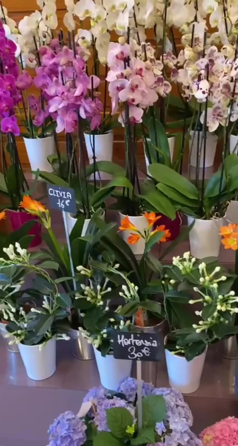 Fleurs de Massy Ouvert le 1er Mai 2026 - 3