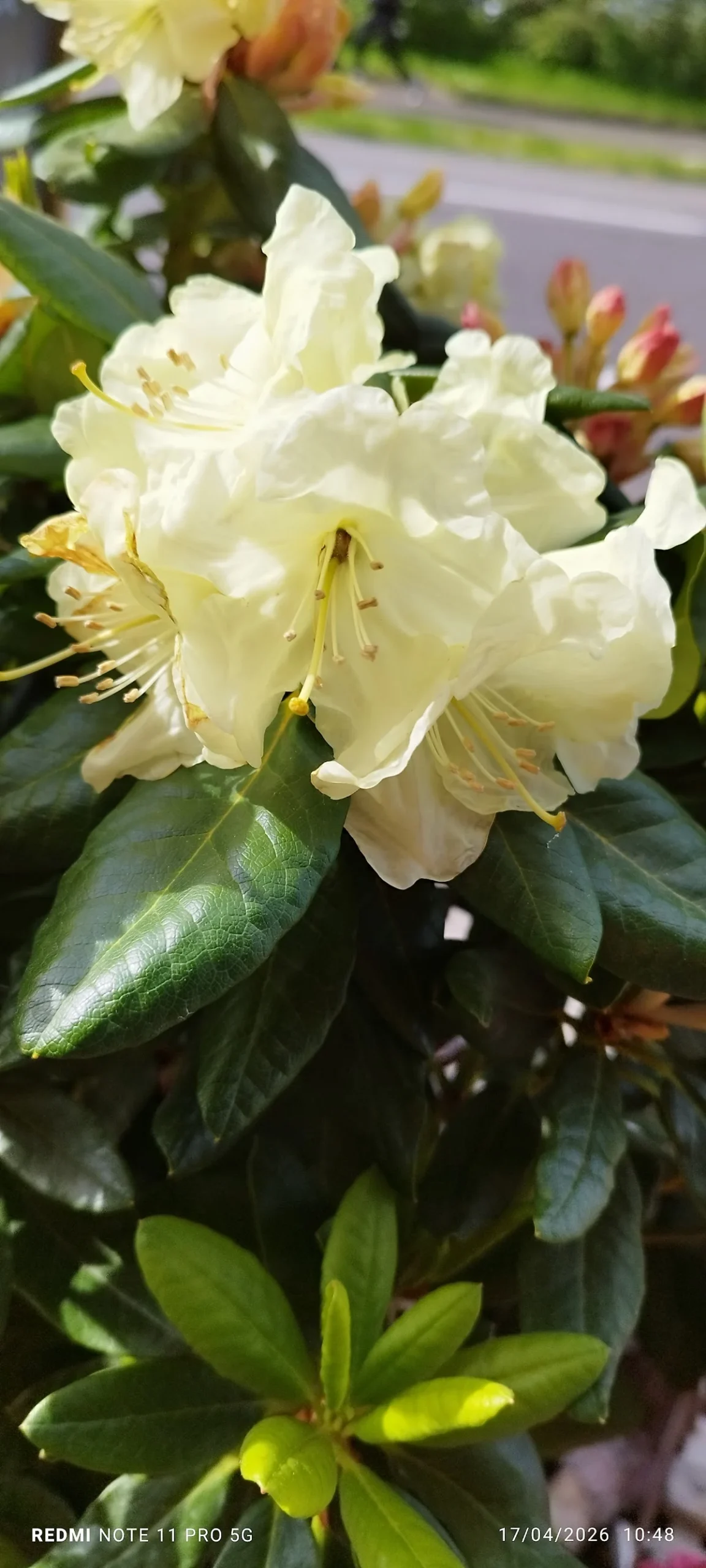 Fleurs du Parc - 2