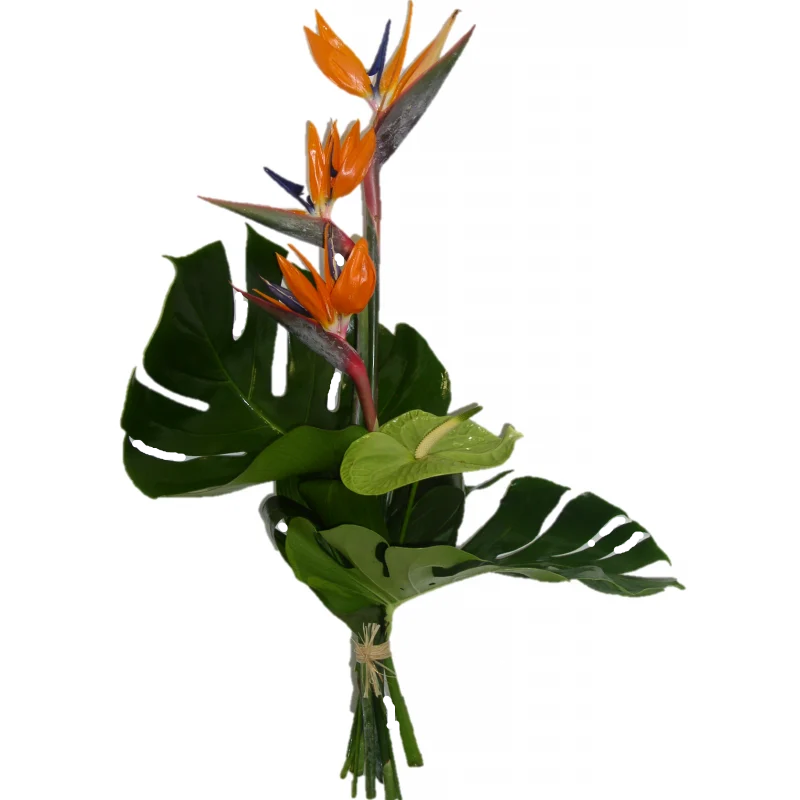 Fleurs Exotiques - 2