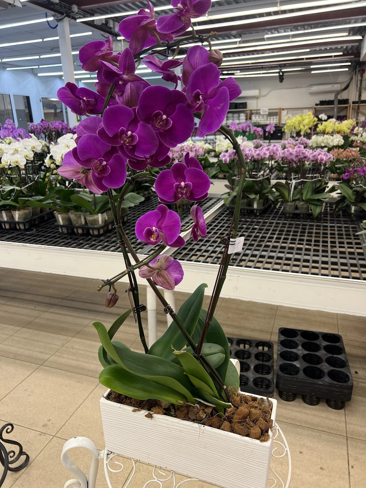 Fleurs Saint Lazare Paris - 5