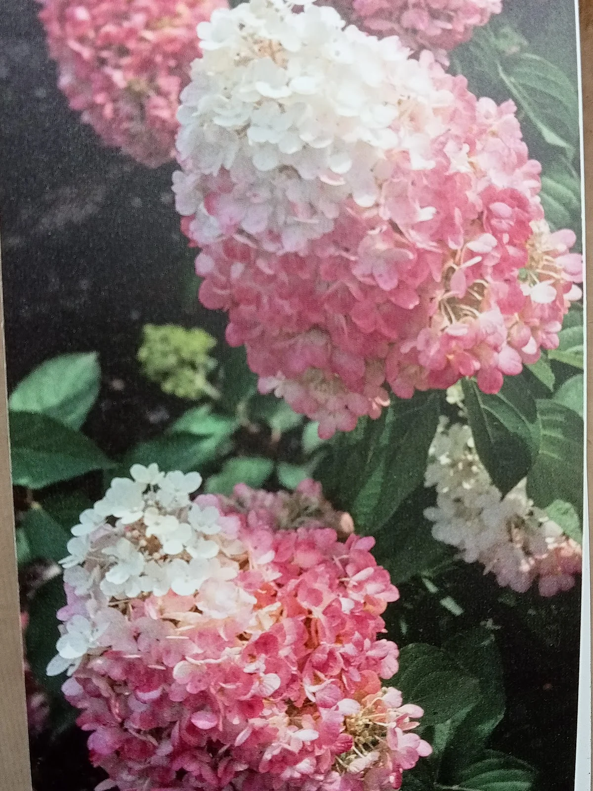 Flore de Saison - 3