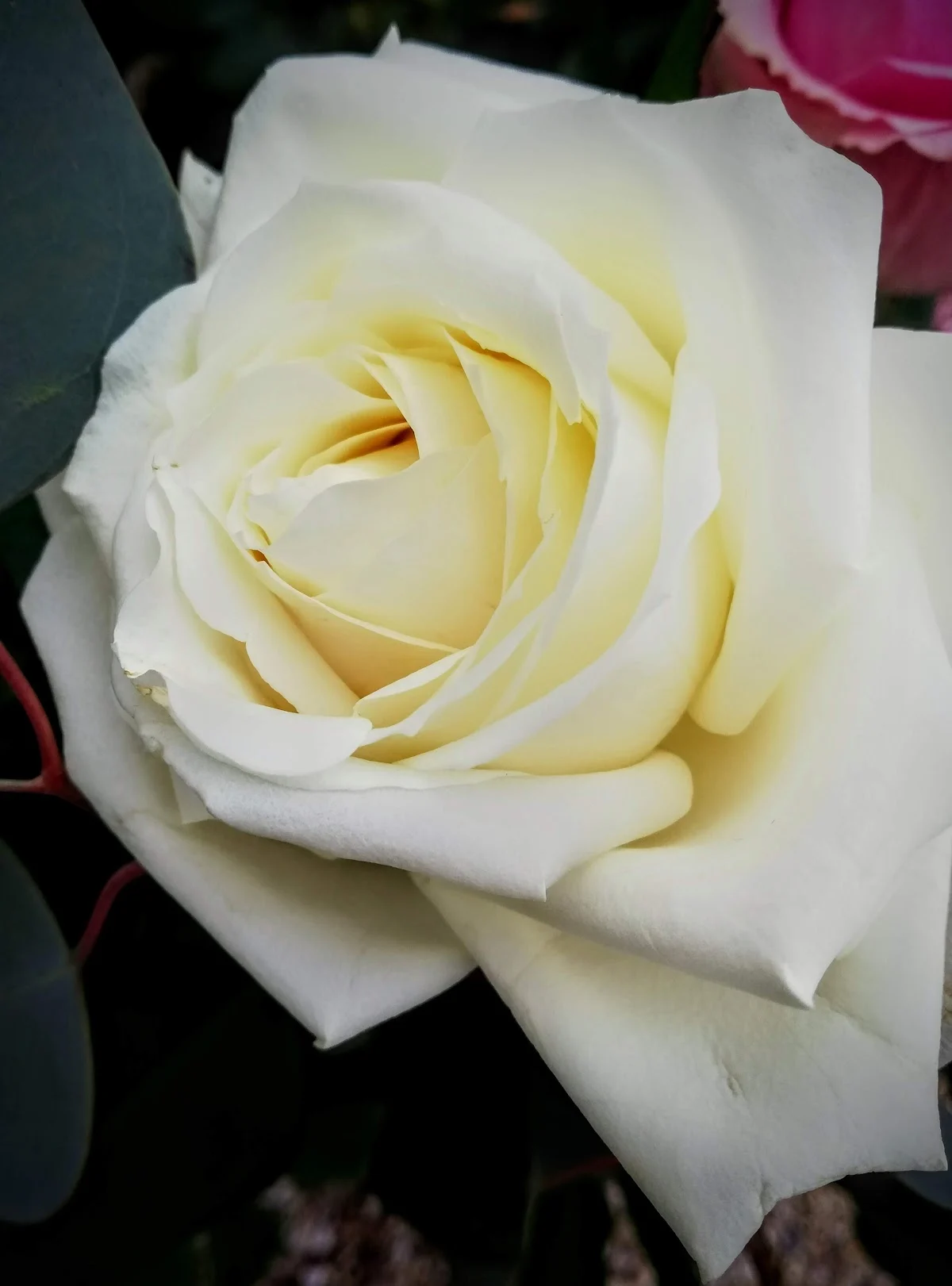 Gérot Fleurs