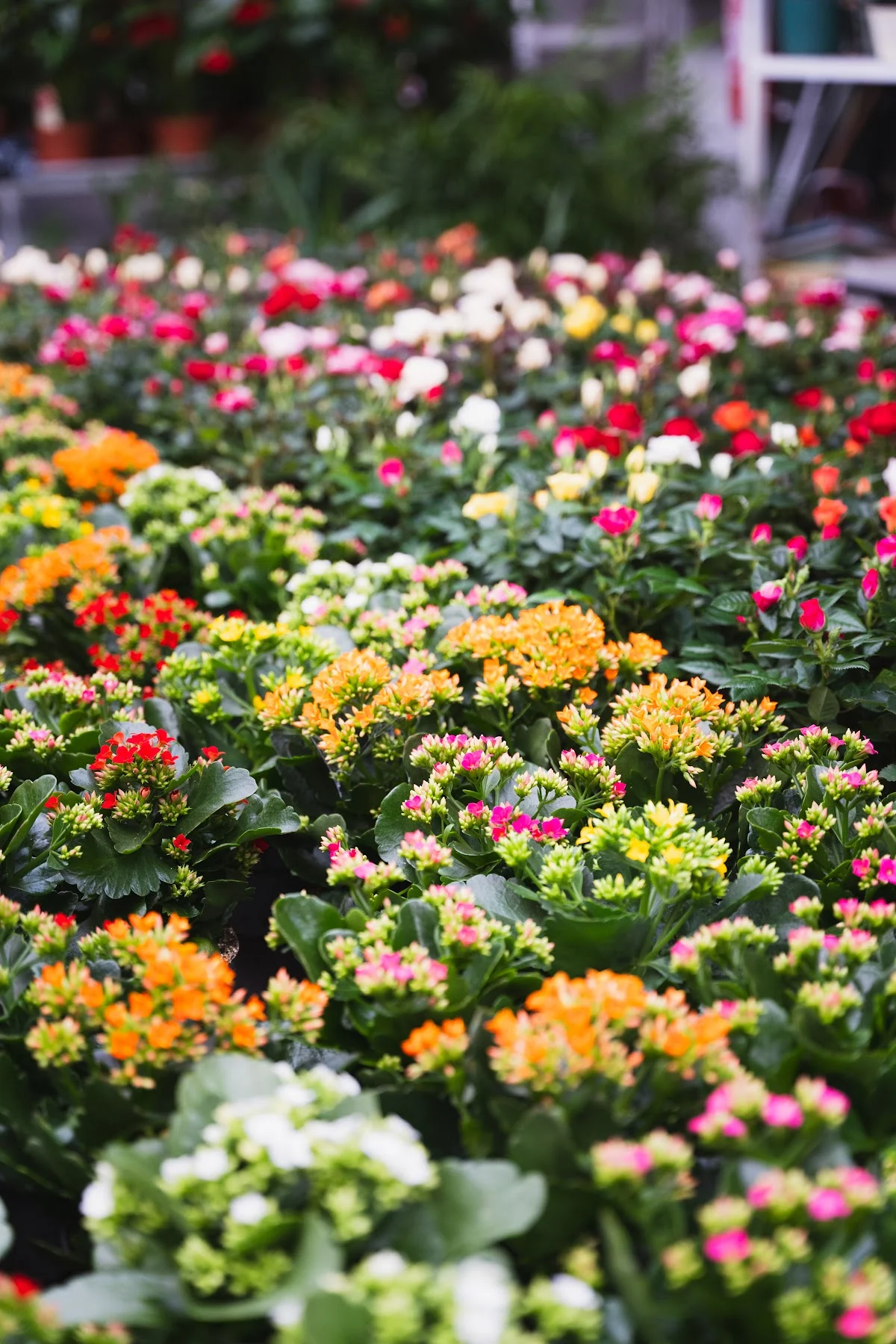 Guebey Fleurs - 2