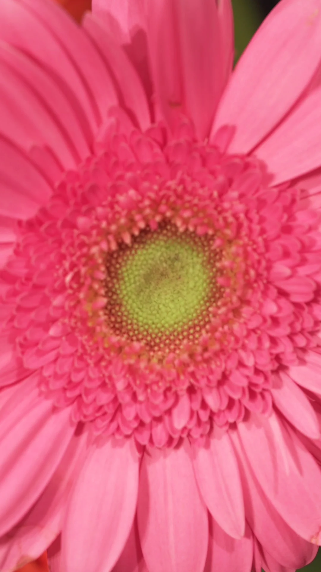 Guebey Fleurs - 6