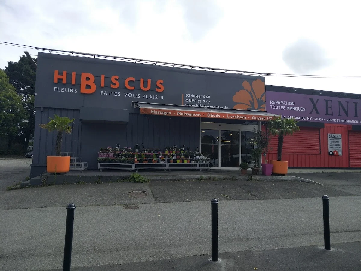 Hibiscus Fleurs
